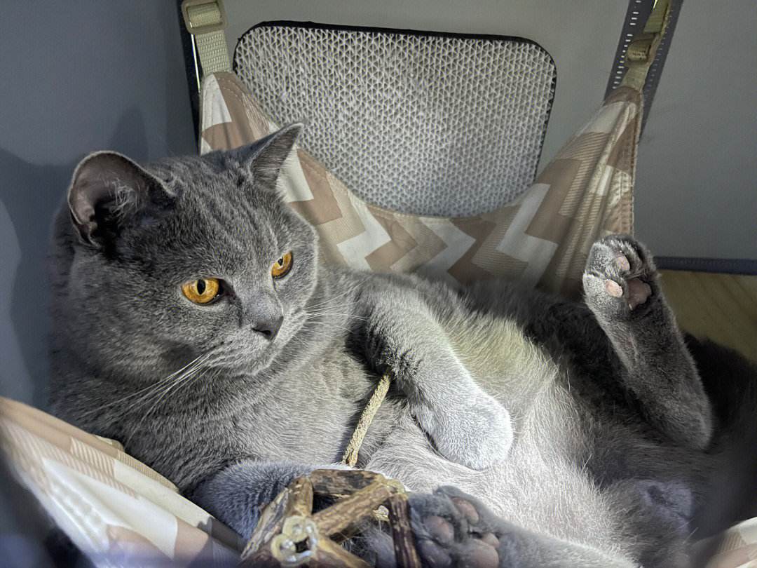 德信体育-小托马斯恶狠狠:我有砍帽能力!